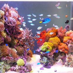 Kotitekoiset akvaariot-kaikkien saatavilla: tee-se-itse-akvaario kotona: kuinka tehdä lasia, kuinka liimata, video