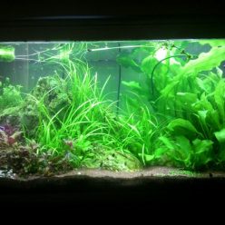 Kotitekoiset akvaariot-kaikkien saatavilla: tee-se-itse-akvaario kotona: kuinka tehdä lasia, kuinka liimata, video