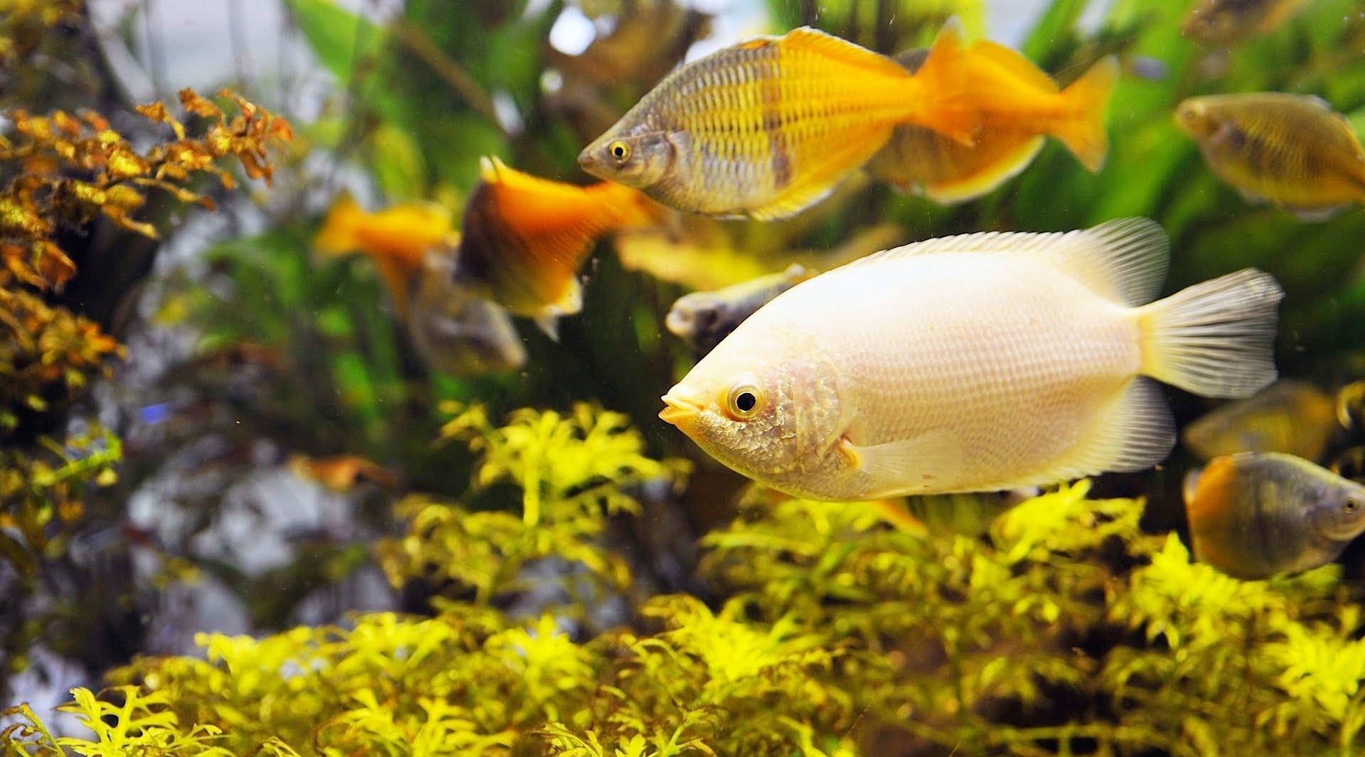 Akvaarion sisustus keltainen