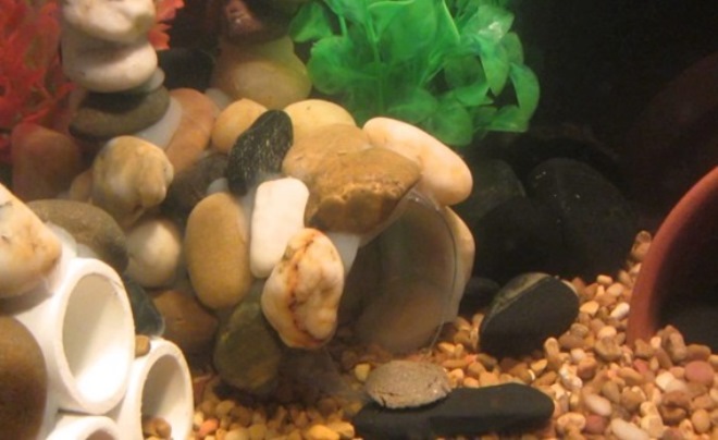 DIY akvaario koristeet