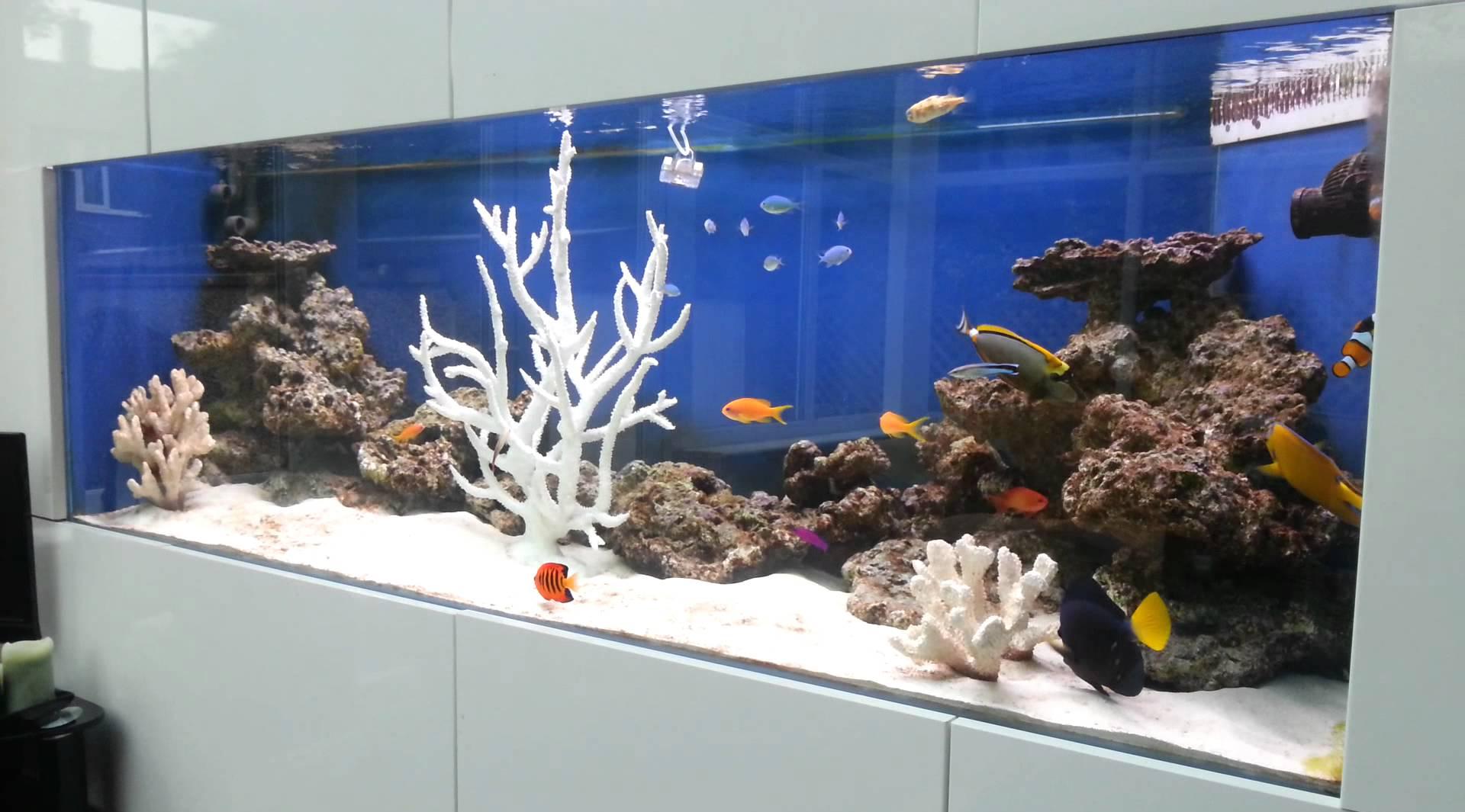 Akvaarion sisustus valkoinen