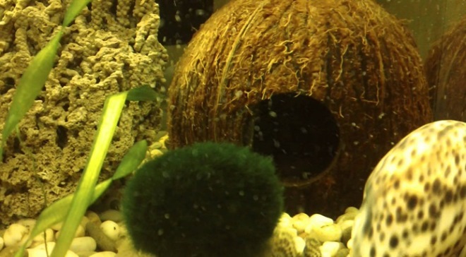 DIY akvaario koristeet