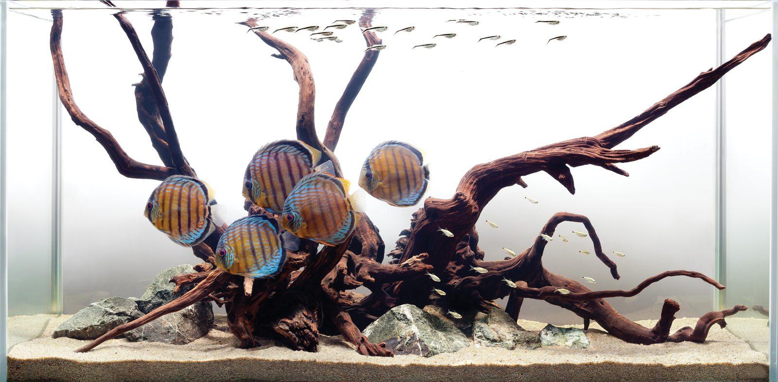 Akvaarion sisustus ruskea