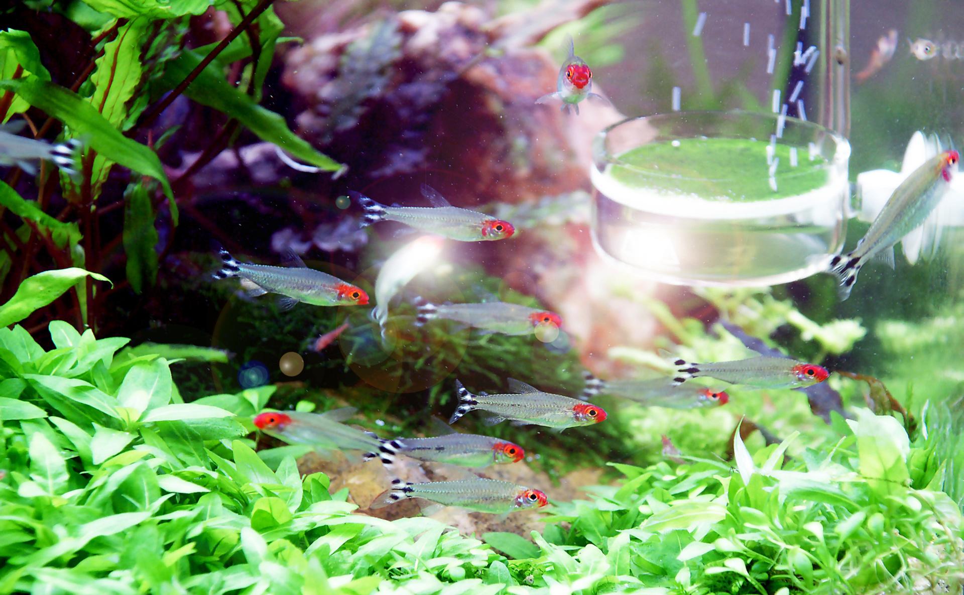 Akvaarion sisustus pienillä kaloilla