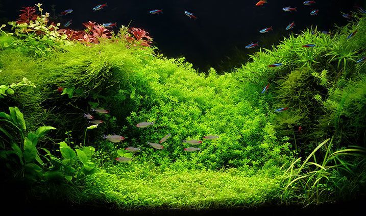 DIY akvaarion koristelu