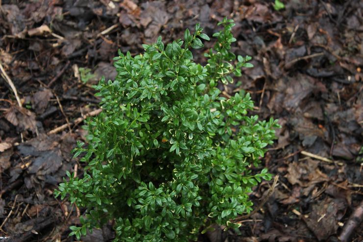 Προετοιμασία πυξάρι για το χειμώνα