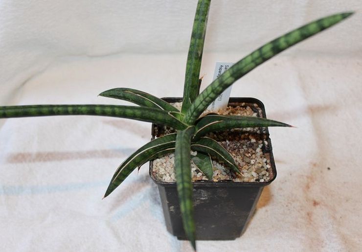 Sansevieria er yndefuld eller yndefuld