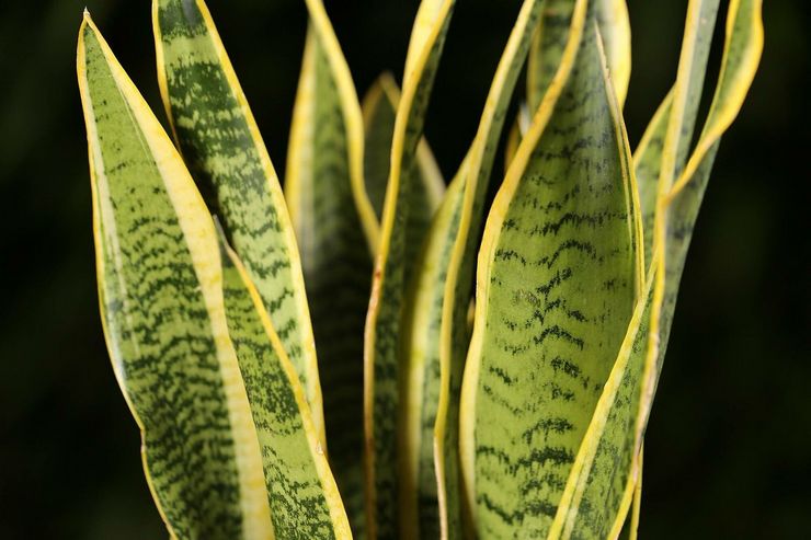 Sansevieria tre-spor