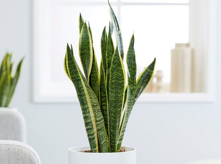 Sansevieria pleje derhjemme