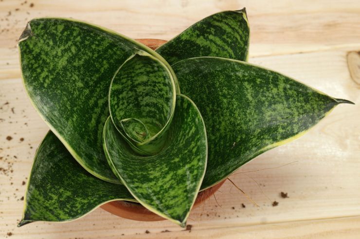Jord til dyrkning af sansevieria