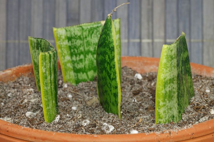 Avlsmetoder til sansevieria