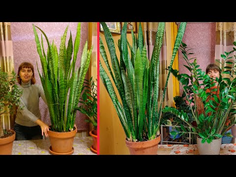 Den mest uhøjtidelige blomst! Sansevieria pleje, reproduktion
