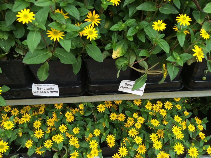 Voksende sanitet fra frø