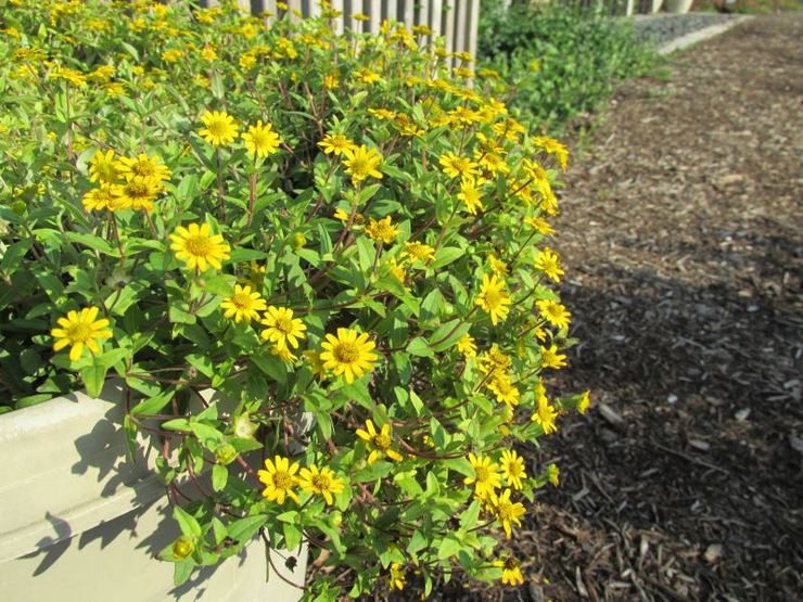 Pas på sanitet i haven