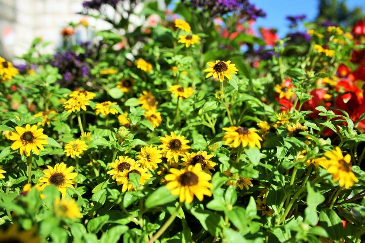 Typer og sorter af sanitet