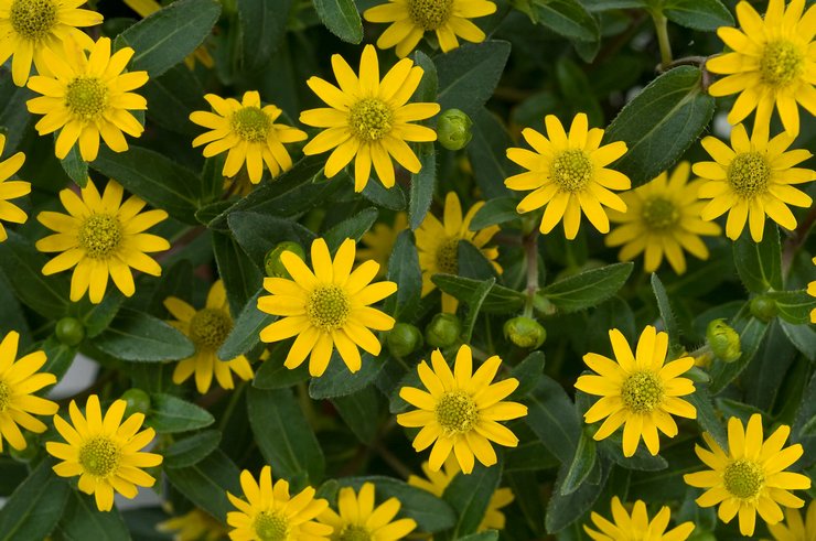 Sanvitalia: plantning og pleje på det åbne felt, vokser fra frø