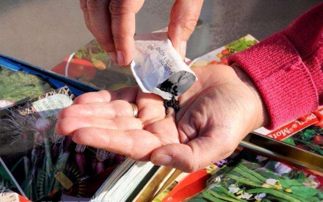 Laadukkaiden siementen valitsemisen istutukseen salaisuudet