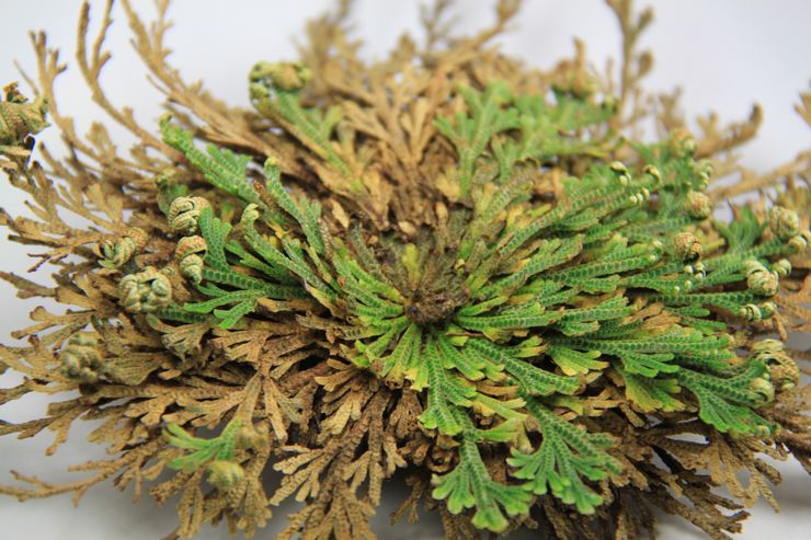 أمراض وآفات السيلاجينيلا