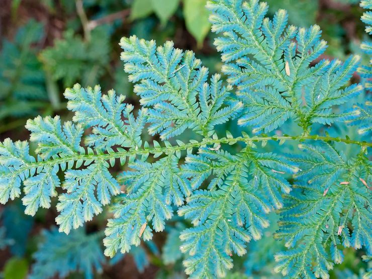 سيلاجينيلا فيلدينوفا