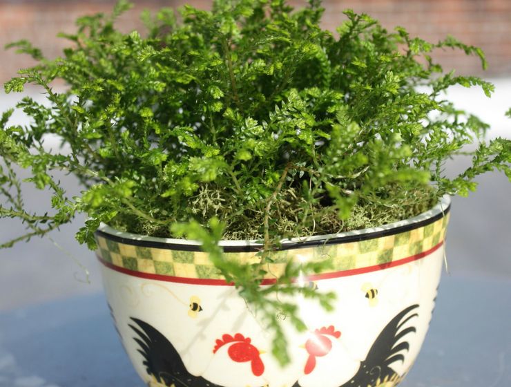 زرع السيلاجينيلا