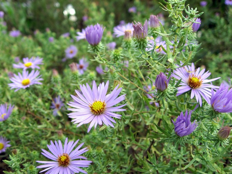 Φροντίδα Sentbrink