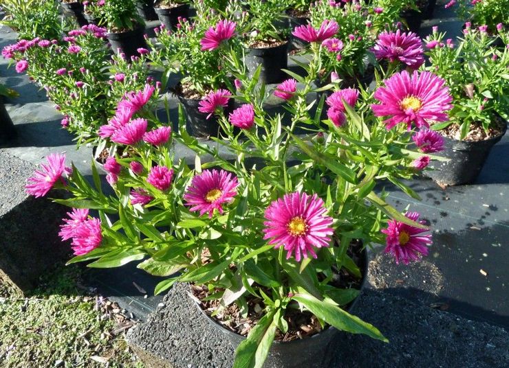 Αναπαραγωγή αγίων ποτών