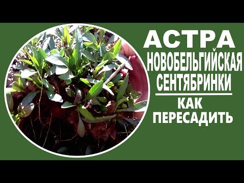 ASTRA NOVOBELGIYSKAYA. Σεντιαμπρίνκι. Πώς να διαδώσετε. Πότε να μεταμοσχεύσετε