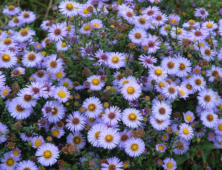 Sentyabrinki - φύτευση και φροντίδα σε ανοιχτό πεδίο. Καλλιέργεια αγίων ποτών από σπόρους, μέθοδοι αναπαραγωγής. Περιγραφή, τύποι. φωτογραφία