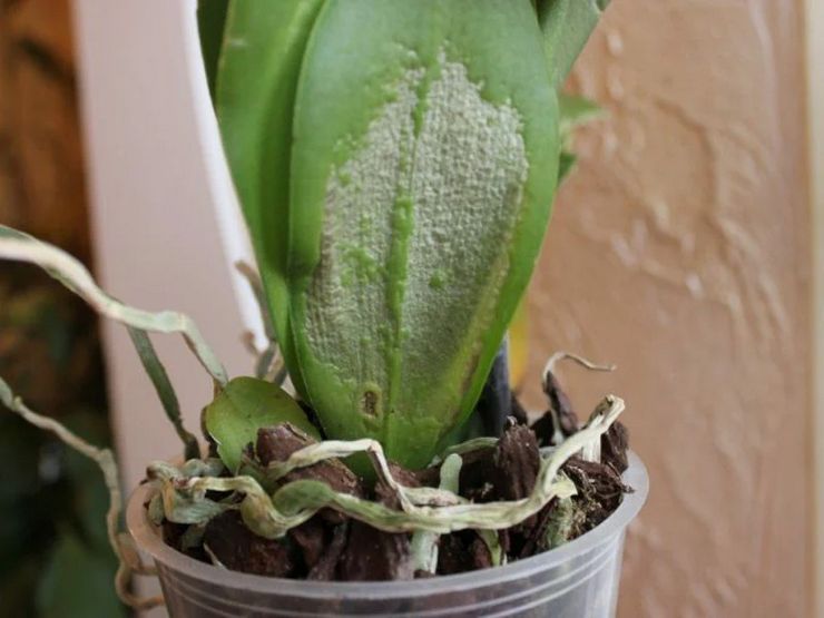 تعفن رمادي على بساتين الفاكهة