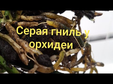 أوركيد جراي روت! جذور وجذع السحلية متعفنة! أوركيد بدون جذور