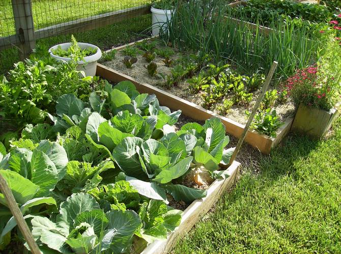 Afgrødeordning for økologiske senge