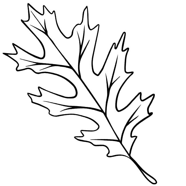 Syksyn lehdet: kuvia, malleja, kaavaimia