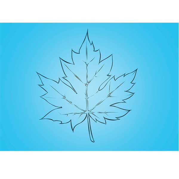 Kuinka piirtää vaahteranlehti