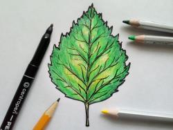 koivunlehti lyijykynällä