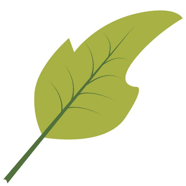 Syksyn lehdet: kuvia, malleja, kaavaimia