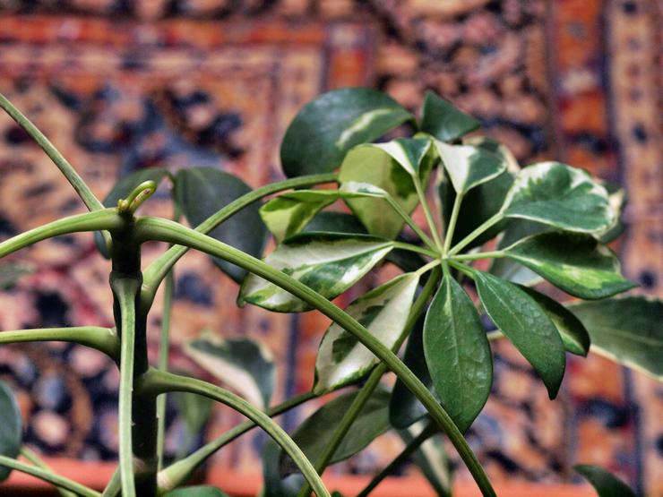 شيفلير تشذيب