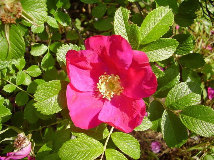 Arter, sorter og hybrider af park hyben