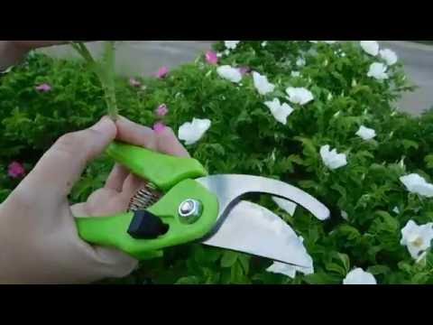 Hyben - indretning og grundstamme til roser! Voksende.