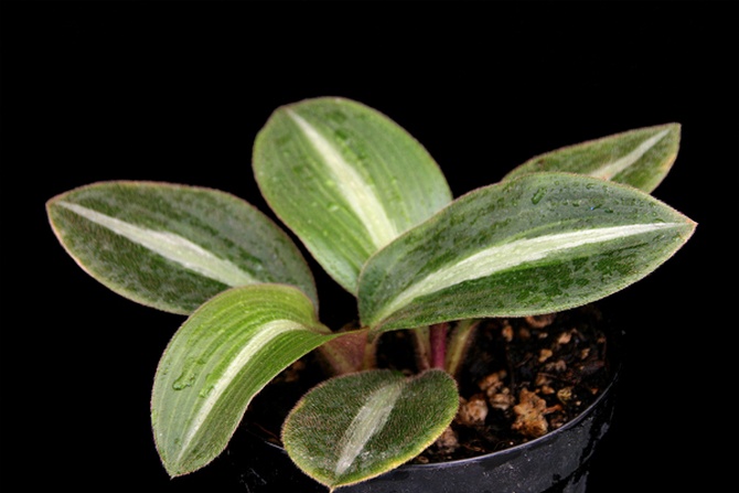 Sideraasin hoito kotona