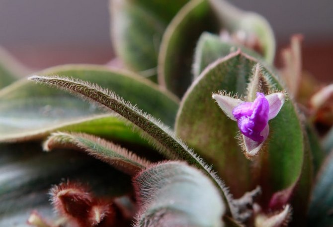 Siderasis tarvitsee kohtalaista kastelua keväällä ja kesällä, jota tulisi vähentää syksyllä ja käytännössä puuttua talvella.