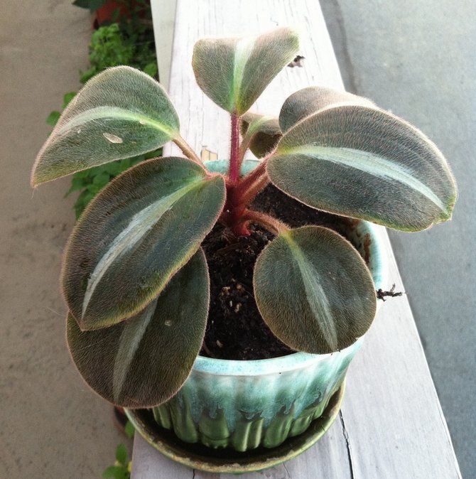 Sideraasin lisääntyminen