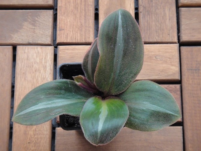 Siderasis - kotihoito. Sideraasin viljely, elinsiirto ja lisääntyminen. Kuvaus, valokuva