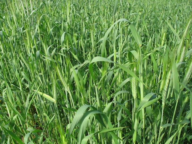 بذر النباتات - يمكن عمل siderates بطرق مختلفة: جنبًا إلى جنب مع محاصيل الخضروات أو بين المزروعات (قبل أو بعد)