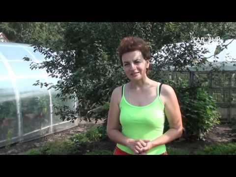 سيدراتا. ما هذا؟ لماذا هناك حاجة siderates