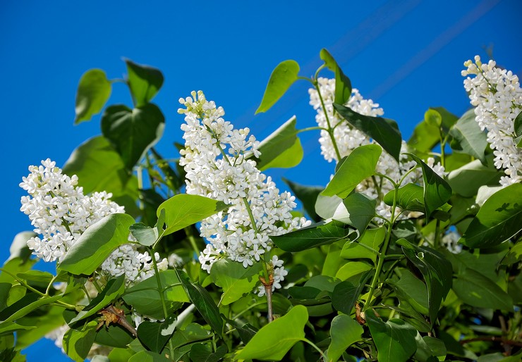 أنواع وأصناف الليلك