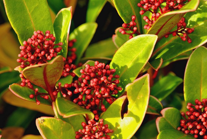 Denne plante har et dekorativt udseende hele sæsonen.