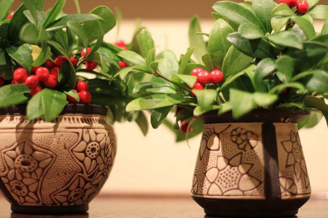 Skimmia -pleje derhjemme