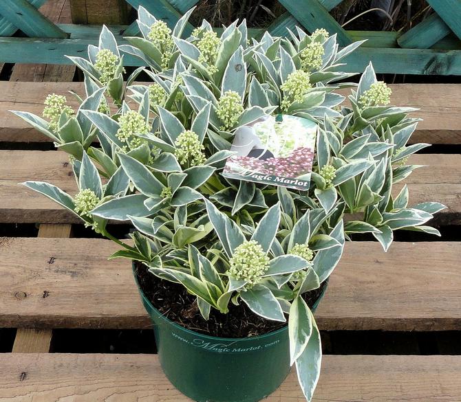 Plantning af skimmia udføres i sur, humusrig jord med god dræning.