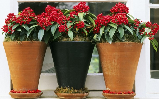 Reproduktion af skimmia