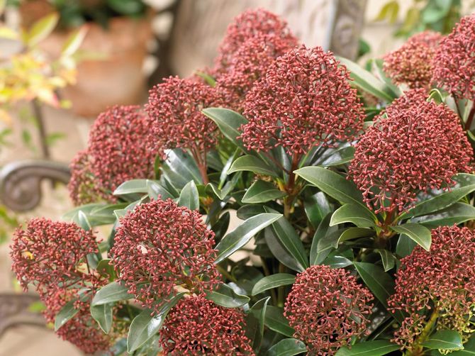 Populære typer af skimmy